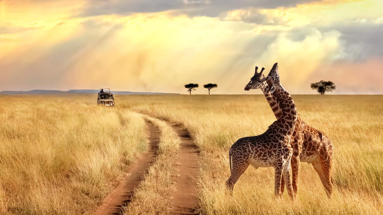 Quick guide to Serengeti national park on Tanzania safari tour